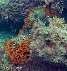 Steginoporella chartacea