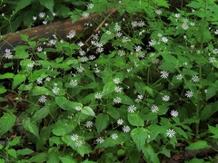 Stellaria montana