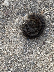 Anadenobolus monilicornis