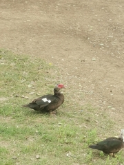 Cairina moschata domestica