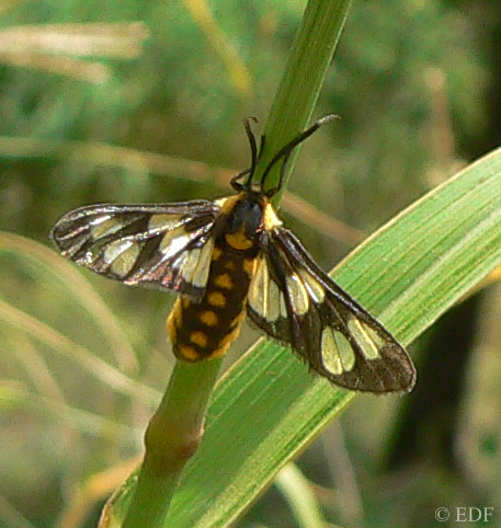 Ceryx anthraciformis