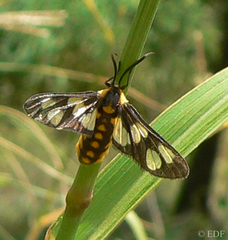Ceryx fulvescens