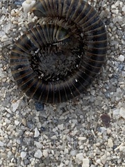 Anadenobolus monilicornis