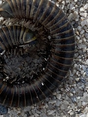 Anadenobolus monilicornis