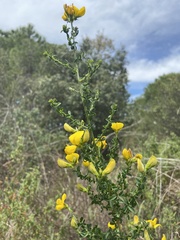Adenocarpus telonensis