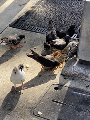 Columba livia domestica