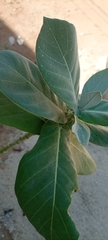 Calotropis procera