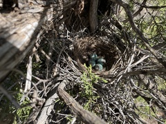 Aphelocoma woodhouseii