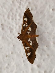 Phostria