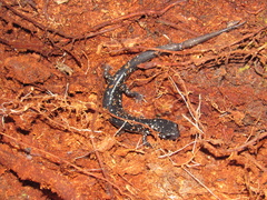 Plethodon glutinosus