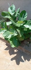 Calotropis procera image