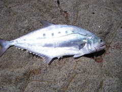 Scomberoides commersonnianus