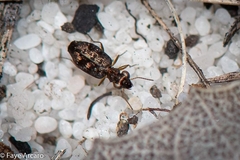 Scopodes