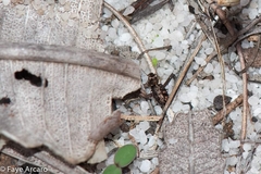 Scopodes