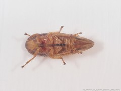 Aphrophora saratogensis