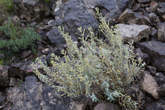 Mercurialis tomentosa