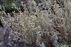 Mercurialis tomentosa
