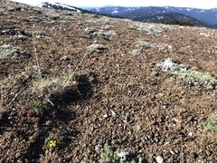 Lomatium hendersonii