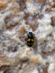 Glischrochilus grandis