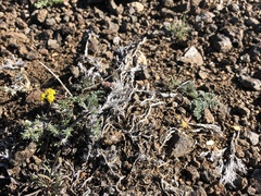 Lomatium hendersonii