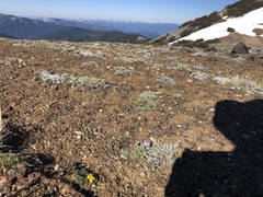 Lomatium hendersonii