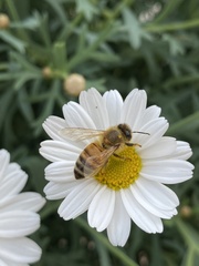 Apis mellifera