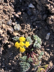 Lomatium hendersonii