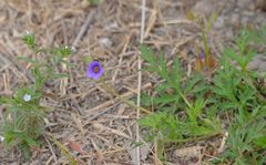 Erodium stephanianum