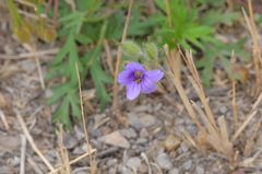 Erodium stephanianum