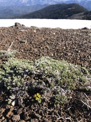 Lomatium hendersonii