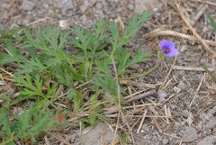 Erodium stephanianum