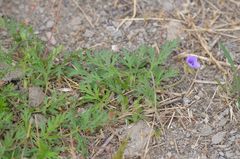 Erodium stephanianum