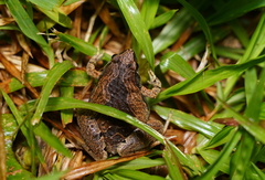 Microhyla kuramotoi