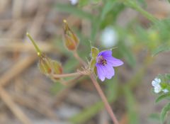 Erodium stephanianum