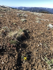 Lomatium hendersonii