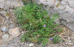 Erodium stephanianum
