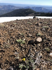 Lomatium hendersonii