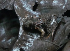 Limnonectes malesianus