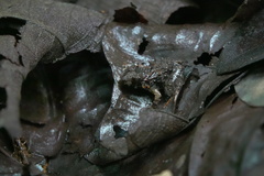 Limnonectes malesianus