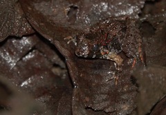Limnonectes malesianus