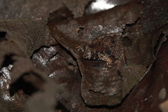 Limnonectes malesianus