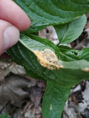 Melampsora rostrupii