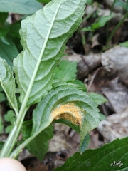 Melampsora rostrupii