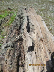 Mesites pallidipennis