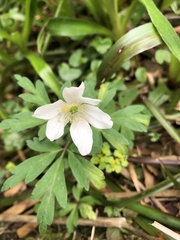 Anemonoides nemorosa