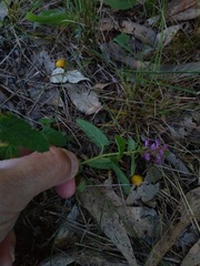 Teucrium argutum