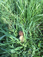 Morchella esculenta