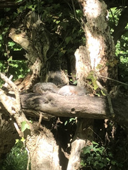 Sciurus carolinensis