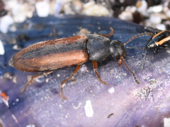 Dolotarsus lividus