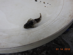 Clinocottus globiceps